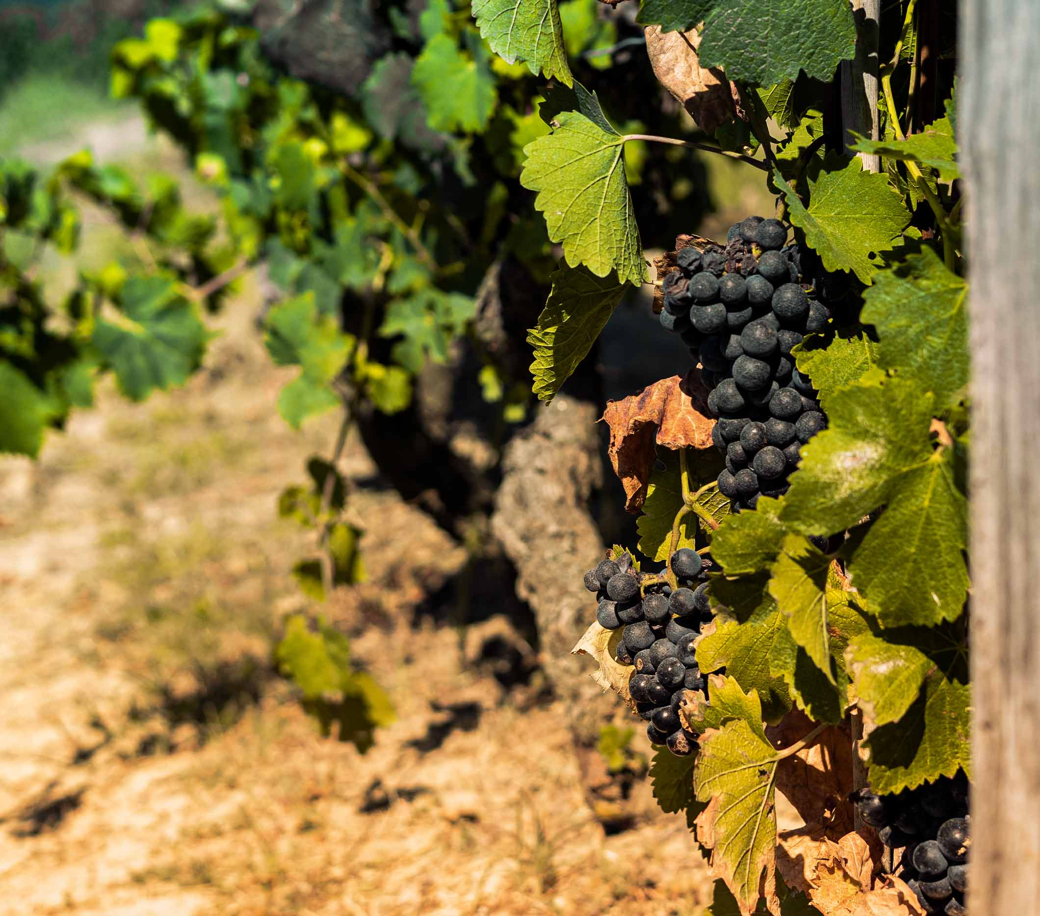 Barbera d'Asti Superiore DOCG