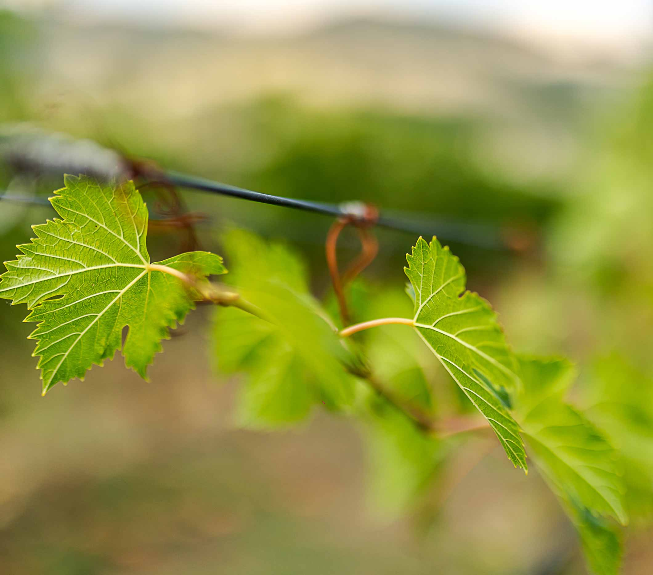 Rubicone IGT Trebbiano Biologico