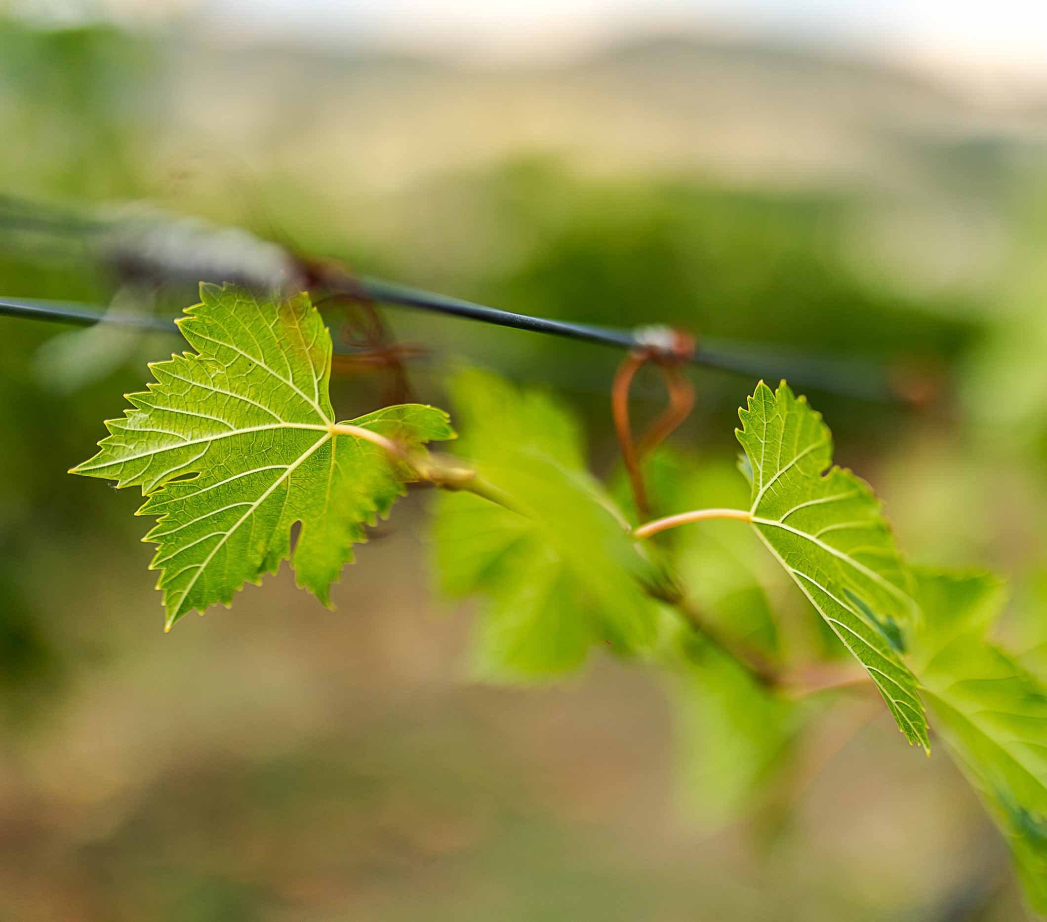 Primitivo di Manduria DOC Riserva