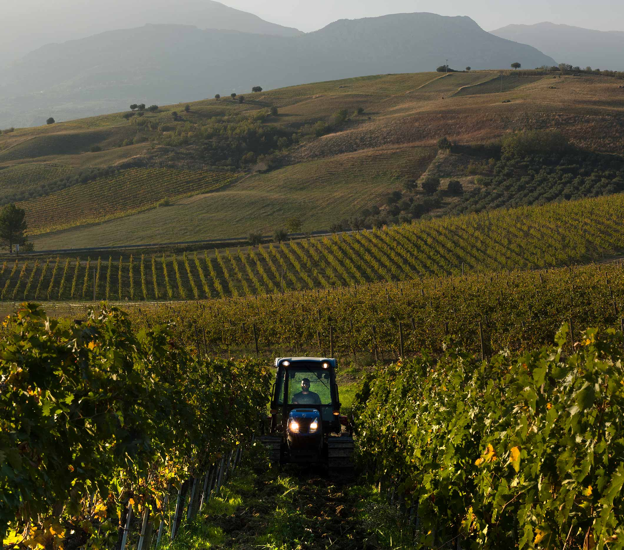Cerasuolo d'Abruzzo DOC