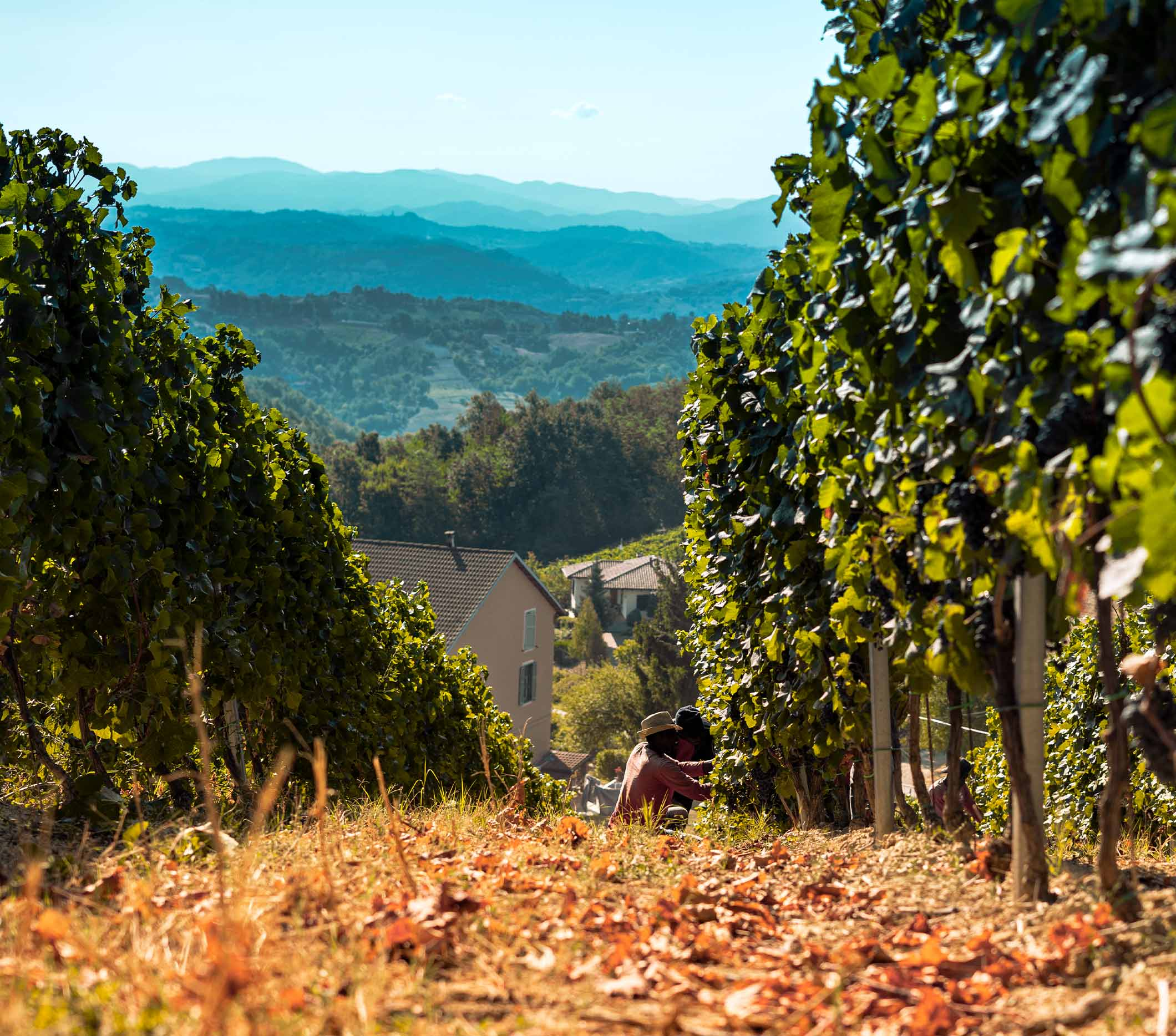 Nizza DOCG