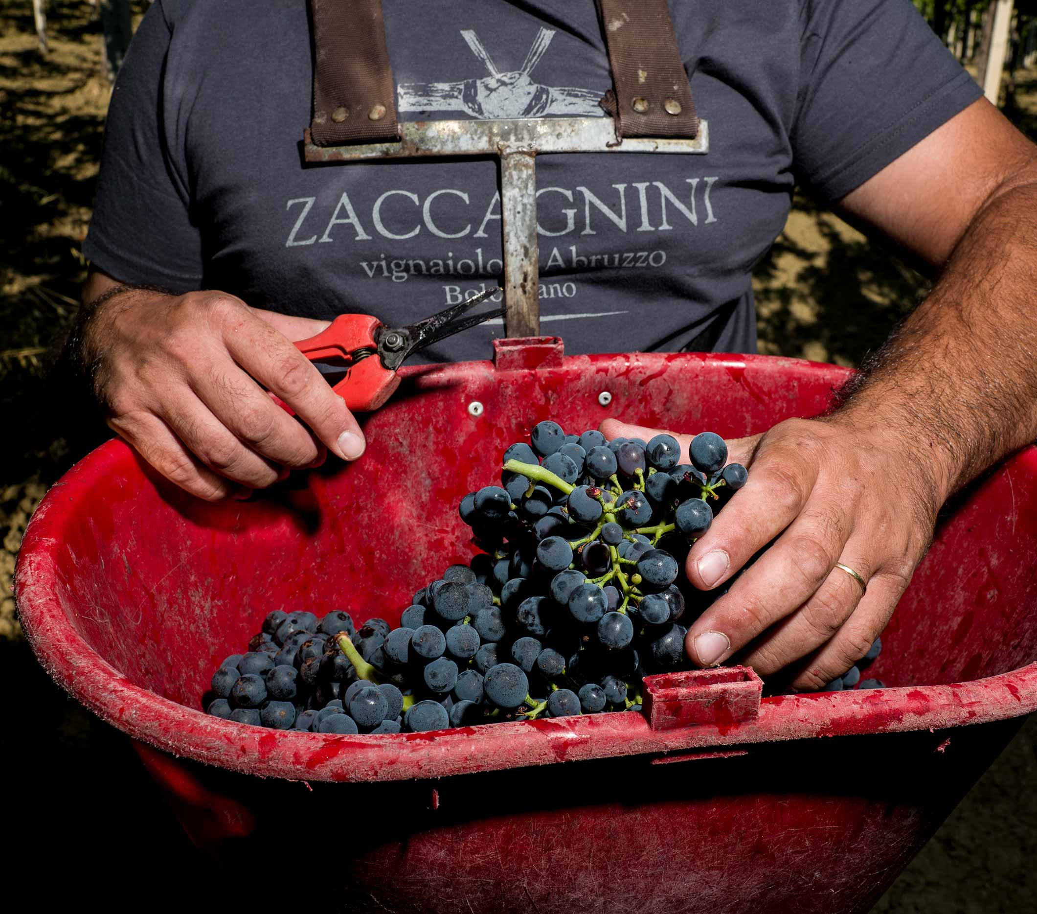 Montepulciano d'Abruzzo DOC 3L BIB