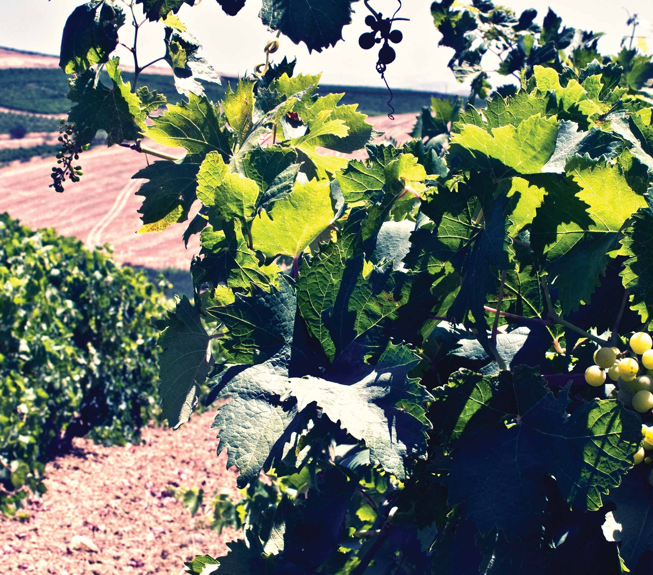 Nero d'Avola Sicilia DOC 3L BIB