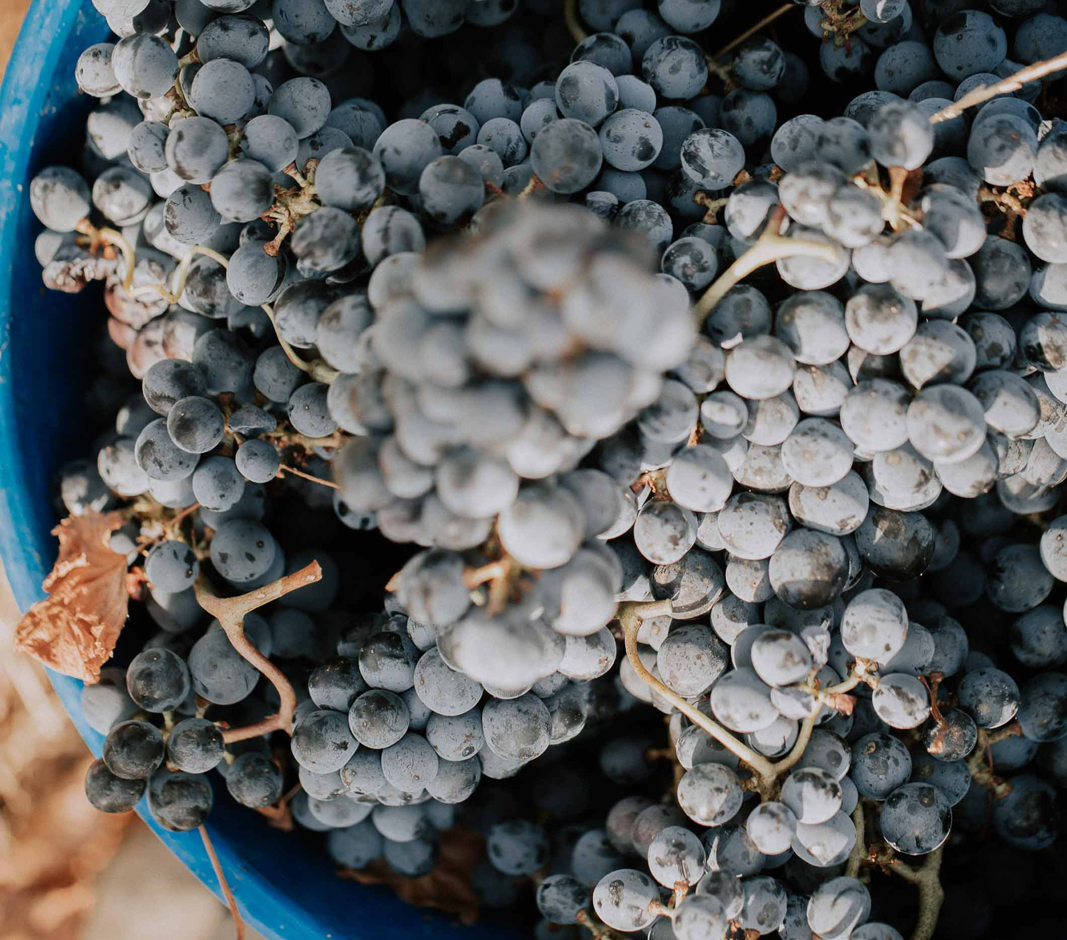 Romagna DOC Sangiovese Appassimento Edizione Limitata