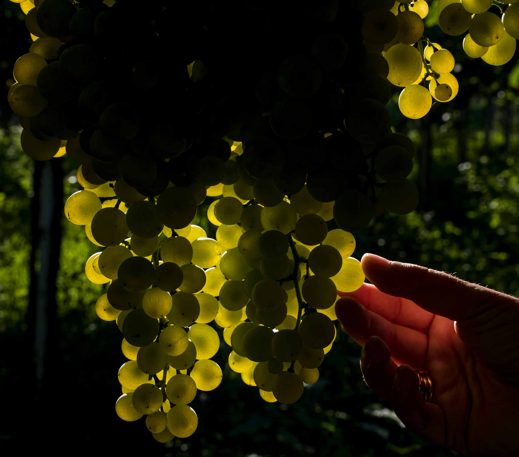 Pecorino d'Abruzzo Terre d'Abruzzo IGT 3L BIB