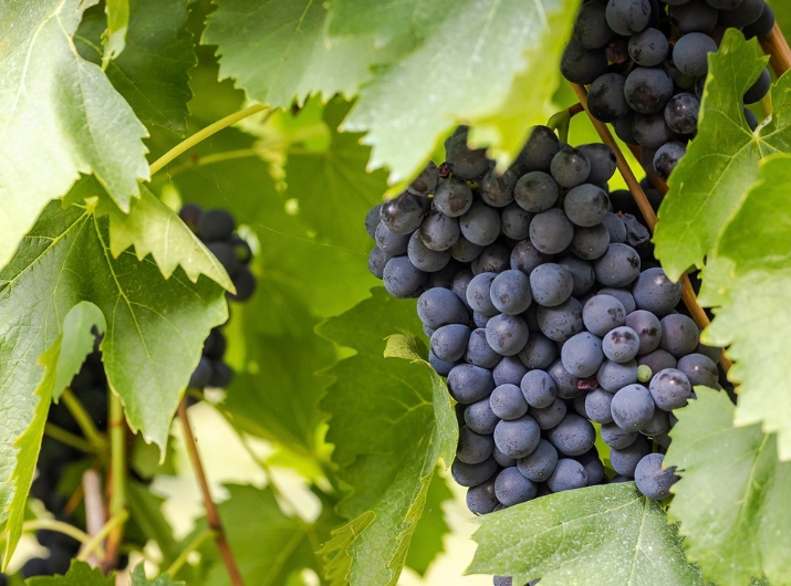 Focus Sangiovese