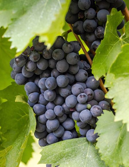 Focus Sangiovese